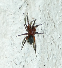 Gnaphosa sericata