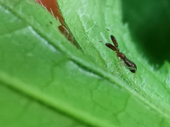 Heterotoma planicornis