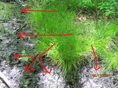 Gallionellaceae