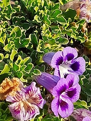 Aptosimum procumbens