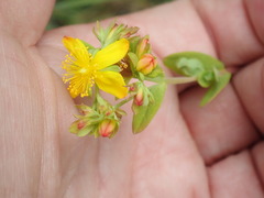 Hypericum ellipticum