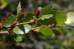Betula nana