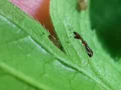 Heterotoma planicornis