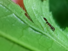 Heterotoma planicornis