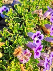 Aptosimum procumbens