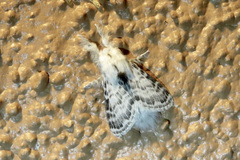 Apotolype brevicrista
