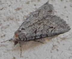 Catocala chelidonia