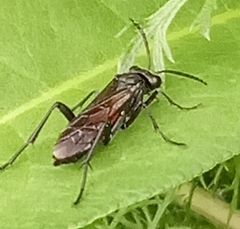 Macrophya annulata