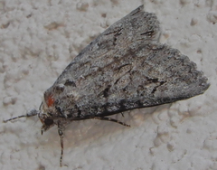 Catocala chelidonia