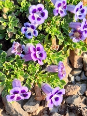 Aptosimum procumbens