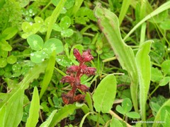 Orobanche foetida