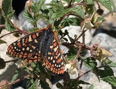 Euphydryas editha