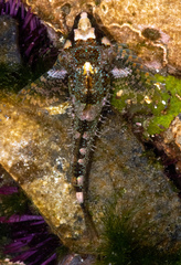 Oligocottus rubellio