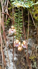 Dichaea squarrosa