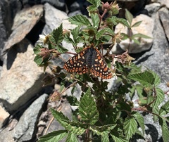 Euphydryas editha