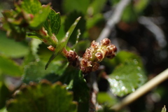 Betula nana