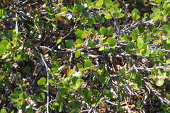 Betula nana