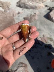 Conus brunneus