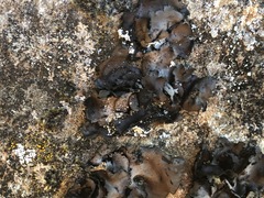 Umbilicaria havaasii