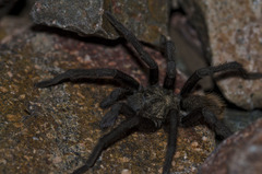 Aphonopelma gabeli