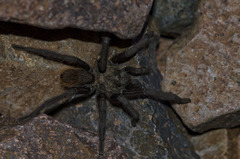 Aphonopelma gabeli
