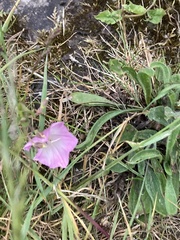 Convolvulus arvensis