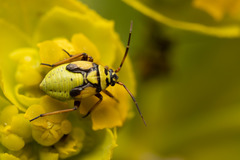 Brachycoleus pilicornis