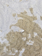 Olivella semistriata