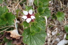 Boykinia richardsonii