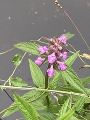 Stachys palustris