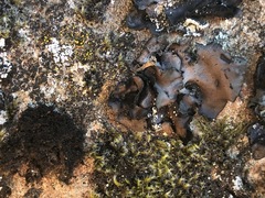 Umbilicaria havaasii