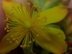 Hypericum ellipticum