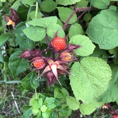 Rubus phoenicolasius