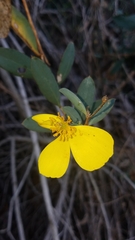 Dendromecon harfordii