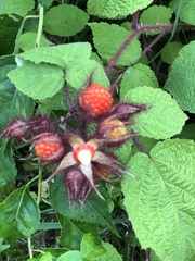Rubus phoenicolasius