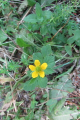 Geum aleppicum