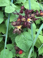 Rubus phoenicolasius