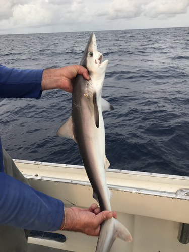 Night shark (Carcharhinus signatus) — Carcharhinidae — 3