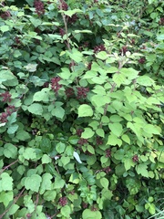 Rubus phoenicolasius