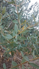 Dendromecon harfordii