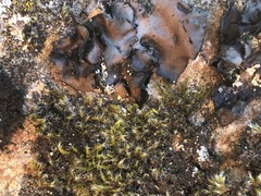 Umbilicaria havaasii