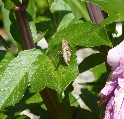 Pezotettix giornae