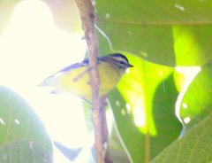Phyllomyias nigrocapillus