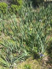Iris longipetala