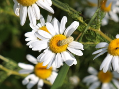 Cucullia chamomillae