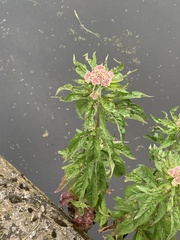 Eupatorium cannabinum
