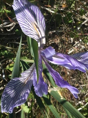 Iris longipetala