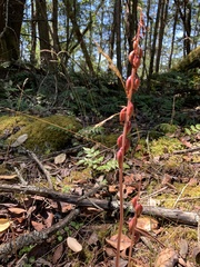 Corallorhiza striata