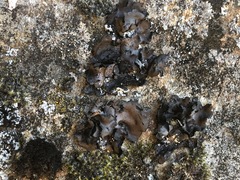 Umbilicaria havaasii