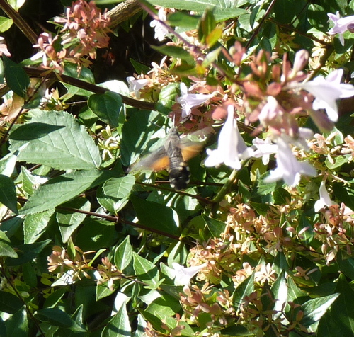 Macroglossum stellatarum